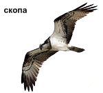 Скопа - одна из самых крупных и древних, хищных птиц Удмуртии.