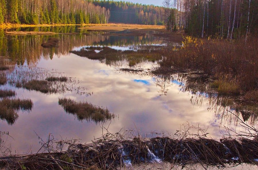 Бобровая плотина на реке Лоза. Фото: Владимир Филиппов. Удмуртия. 2018 год.