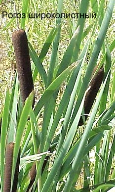 Рогоз широколистный. Съедобные растения Удмуртии.