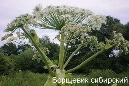 Борщевик сибирский. Съедобные растения Удмуртии.