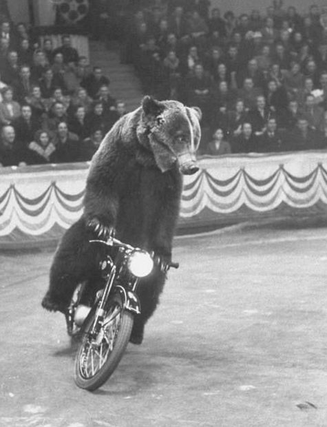 Медведь Гоша - медведь на мотоцикле.